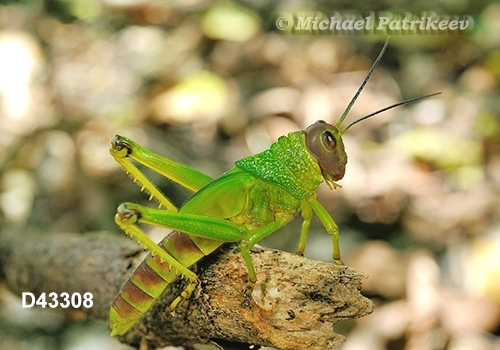 Giant Violet-winged Grasshopper (Tropidacris collaris)